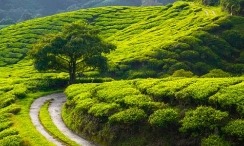 Tea Plantations